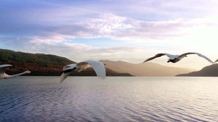 【爱上你内蒙古#遇见美好##不止旅行#】晚安鄂尔多斯  春季,正值天鹅飞回的时节,此时内蒙